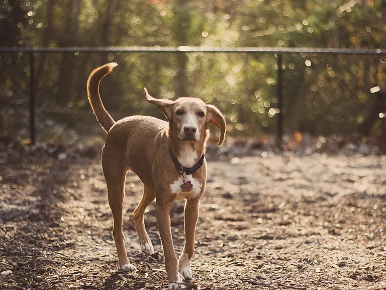 Off-Leash Pet Park
