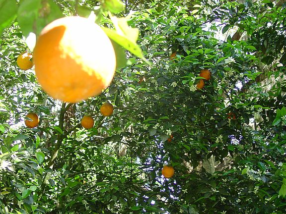 Many orange trees