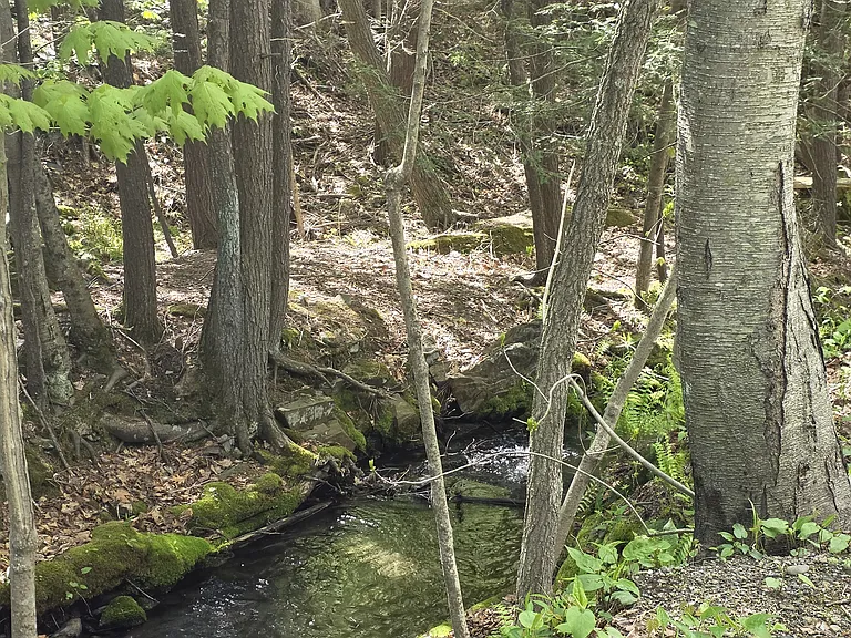 View of brook