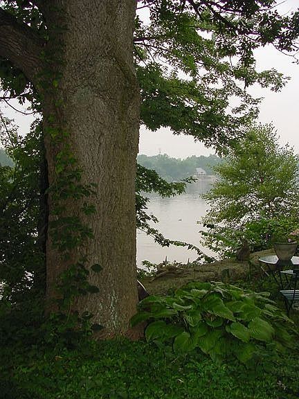 Back Yard View