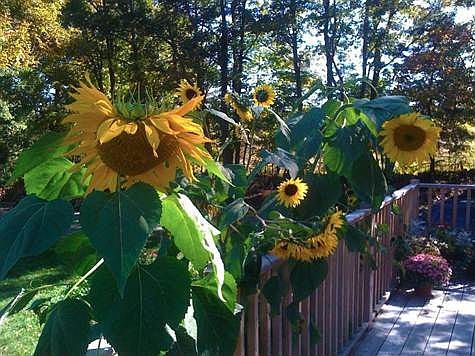 sunflowers on deck