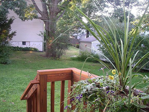 Backyard4