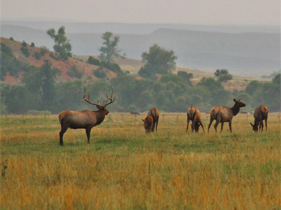 Paint Rock Canyon Rnch, Hyattville, WY 82428 Zillow