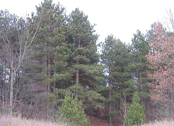 4th image of 1995 Club House Dr