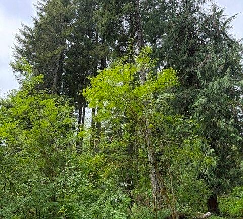 5th image of 55015 315th Avenue