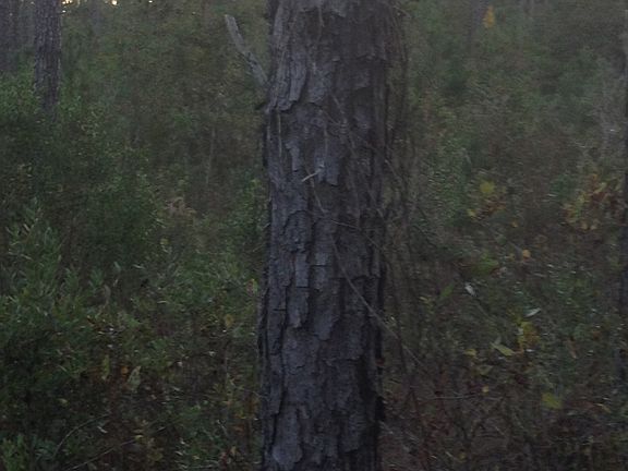 5th image of Lot 87 Old 122 Hwy