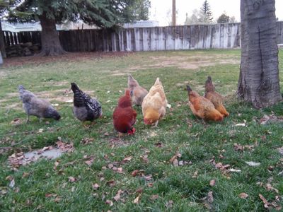 184 S 2 W, Rigby, ID, 83442
