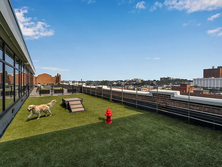 Rooftop Dog Park