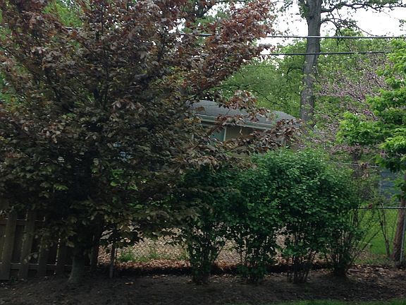 Beech tree/Viburnum in back