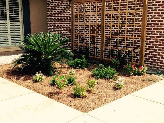 Confederate Jasmine Trellis