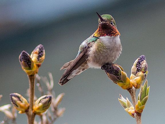 Hummingbird on lilacs 