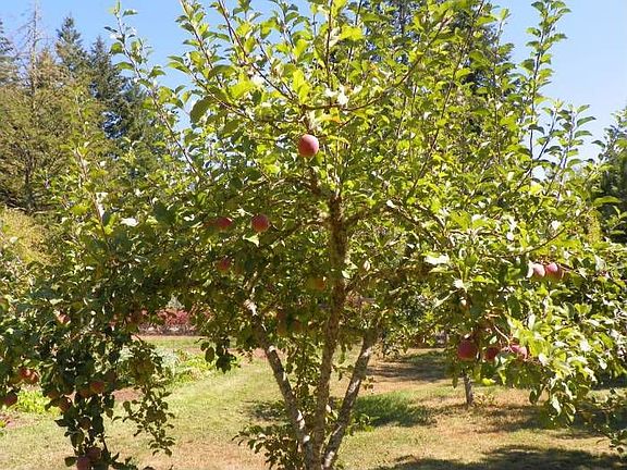 Fruit Trees