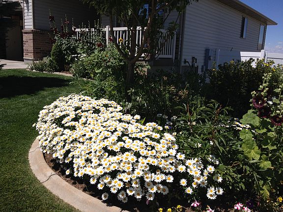 Beautiful summer bloom