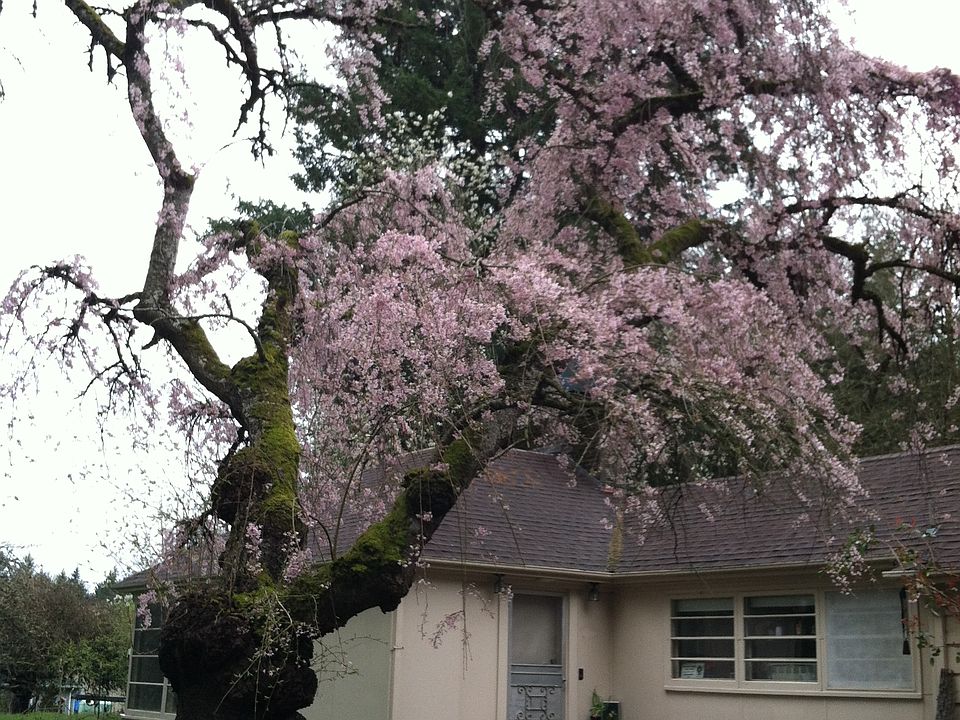 Cherry blossom tree, front D