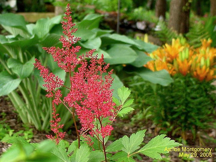 Astilbe