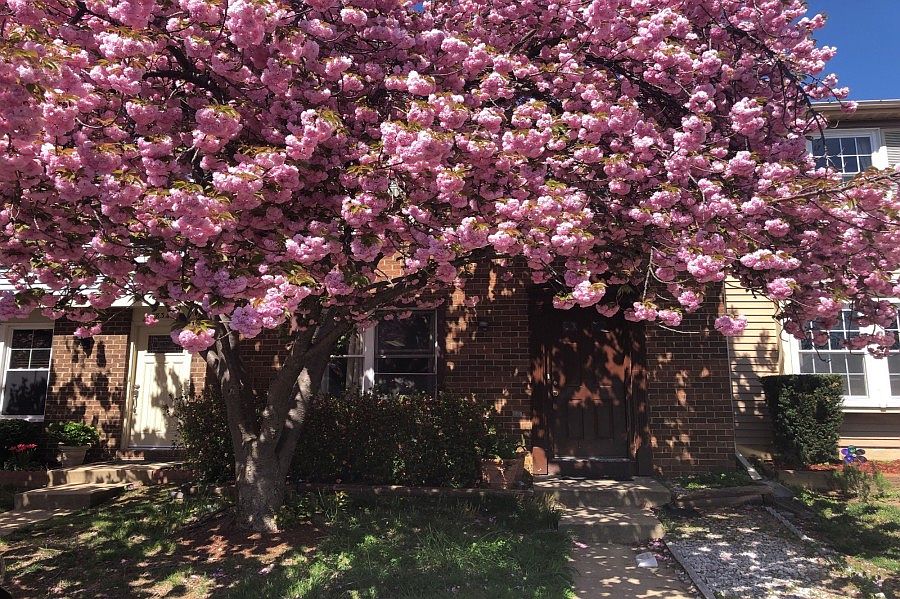1st image of 8345 Brockham Dr