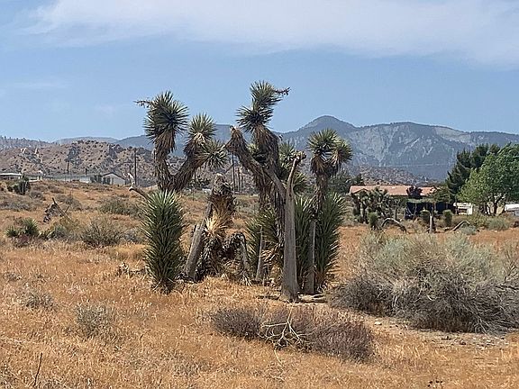 More Joshua trees
