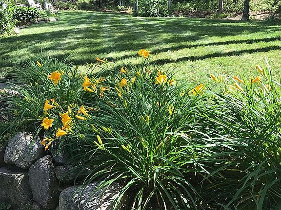 Back yard 