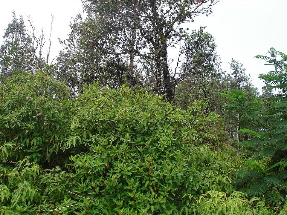 2nd image of 11th Ave Lot 1516