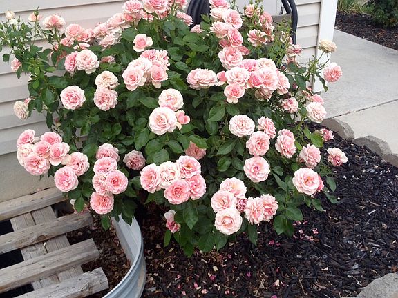 Pink rose bush