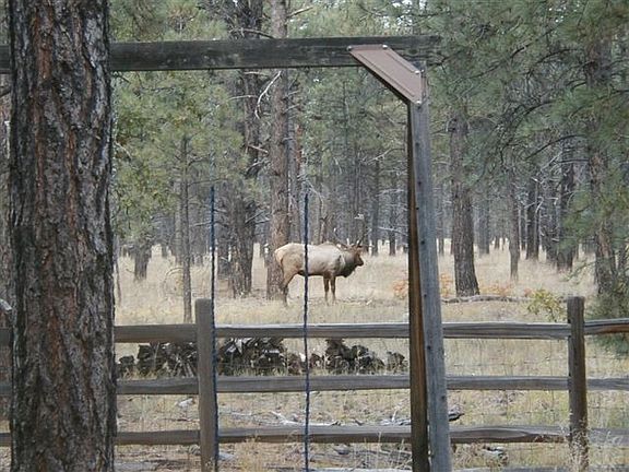 Elk Out Back