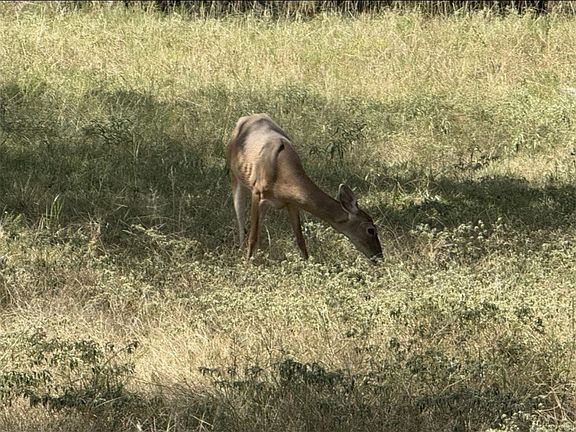 5th image of Ranch 41 County Rd #208