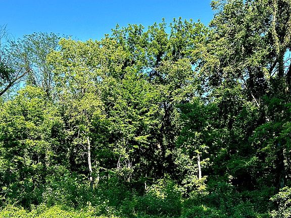 Wooded area beyond fence 