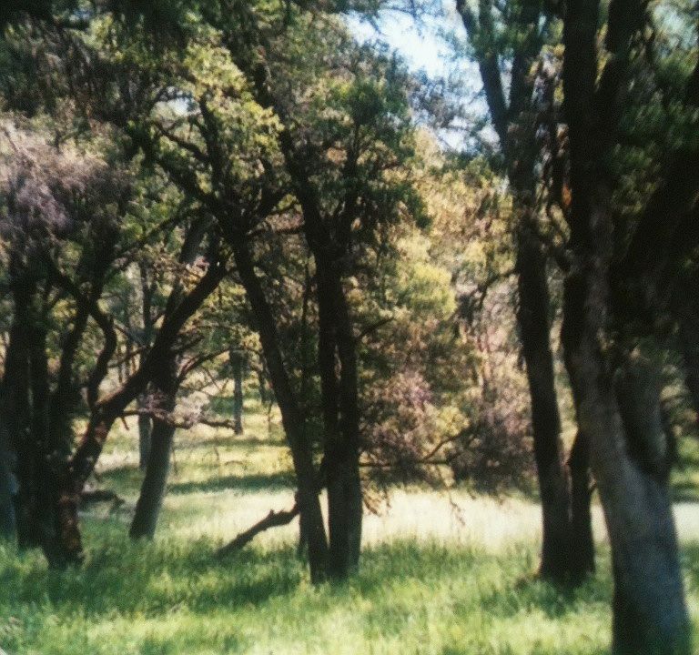 2nd image of 19201 Black Oak Dr