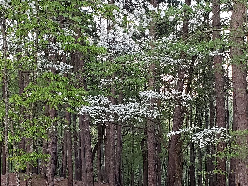 Dogwoods and Pine Trees