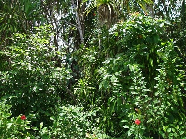1st image of Opae St Lot 1589