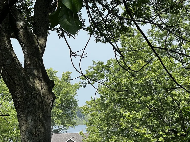 Back patio direct view of tree canopy