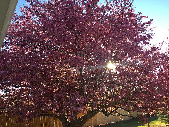 Beautiful tree in backyard