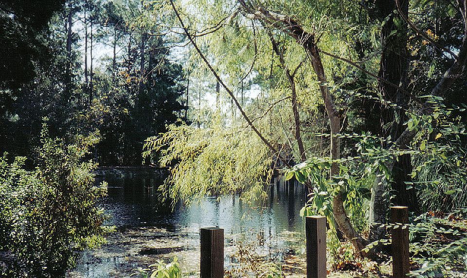 Pond view