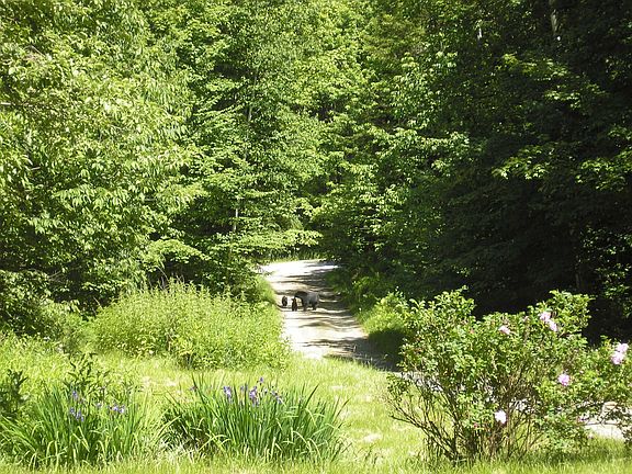 enjoy the wild life from your deck