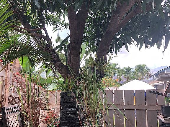 Mango tree