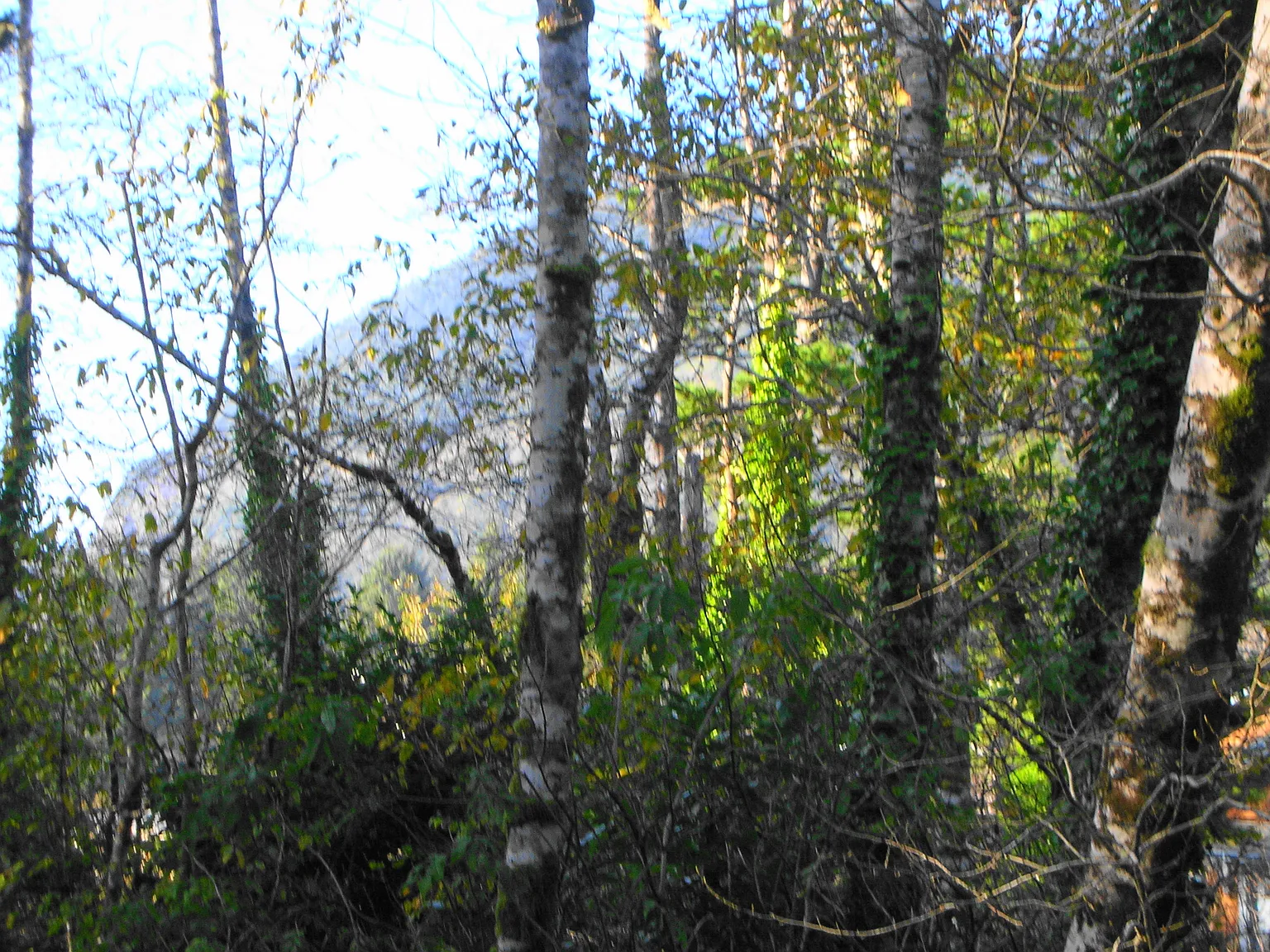 College Avenue photo 1