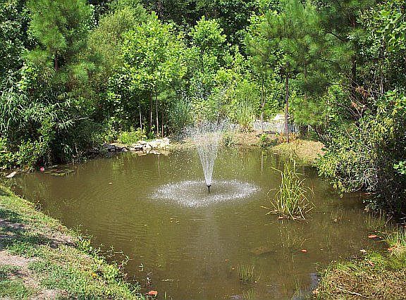 natural fish and turtle pond