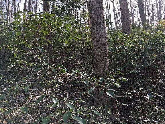 4th image of Blackberry Ln