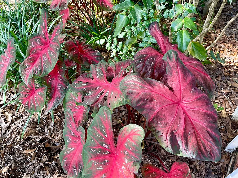 Caladium add color to the peaceful yard.