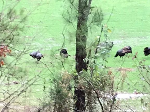 Abundant Turkeys, Deer and Other Game