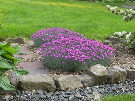 flower bed