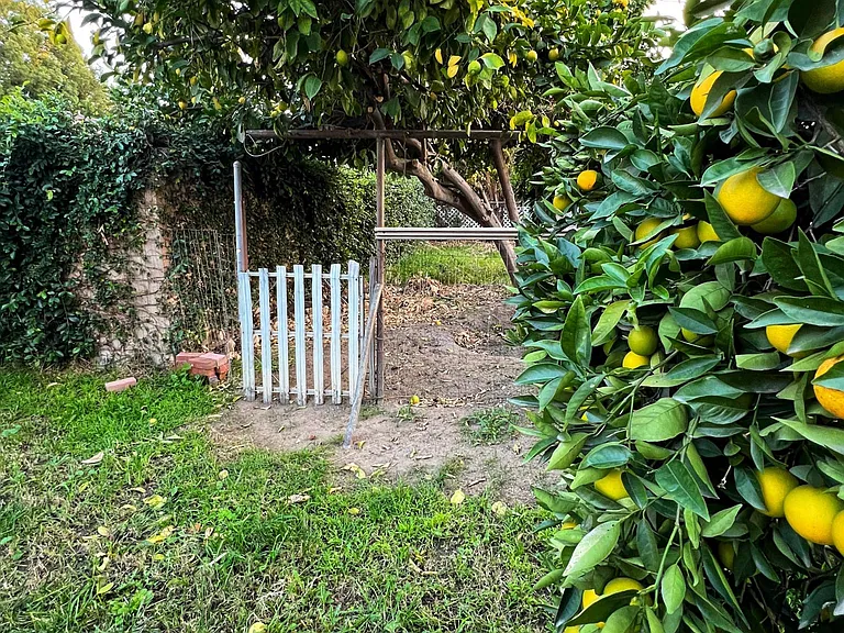 Fenced entrance to garden area and lemon tree