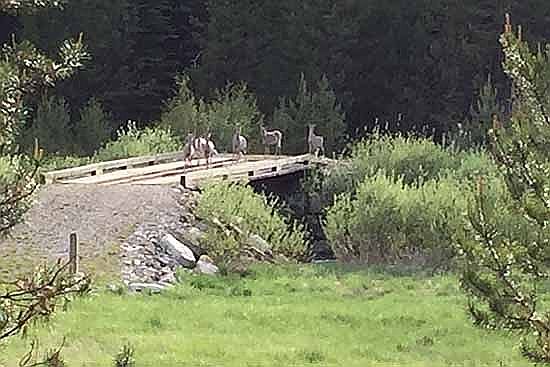 Deer on our bridge