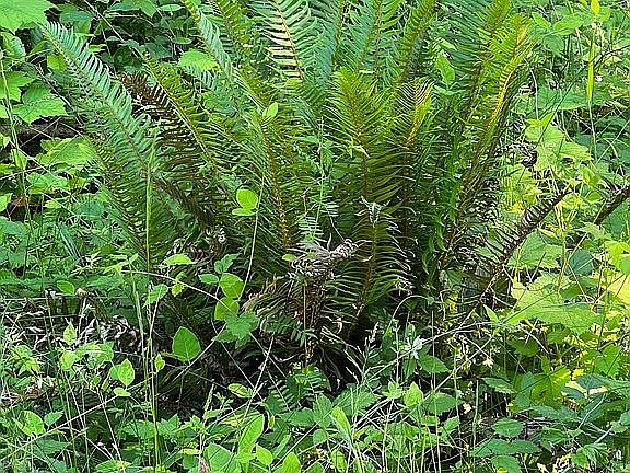 Plenty of green foliage