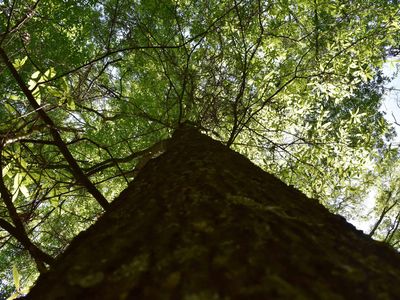 (Undisclosed Address), Strong, AR, 71765