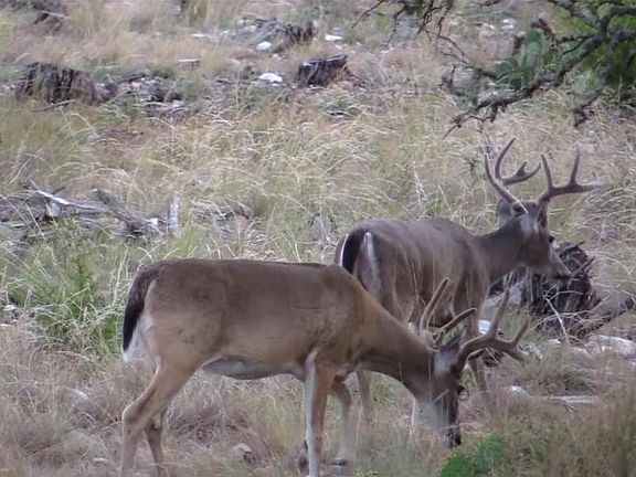 5th image of 12391 Sd #52000