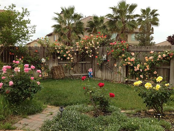 Easy-care lawn & roses