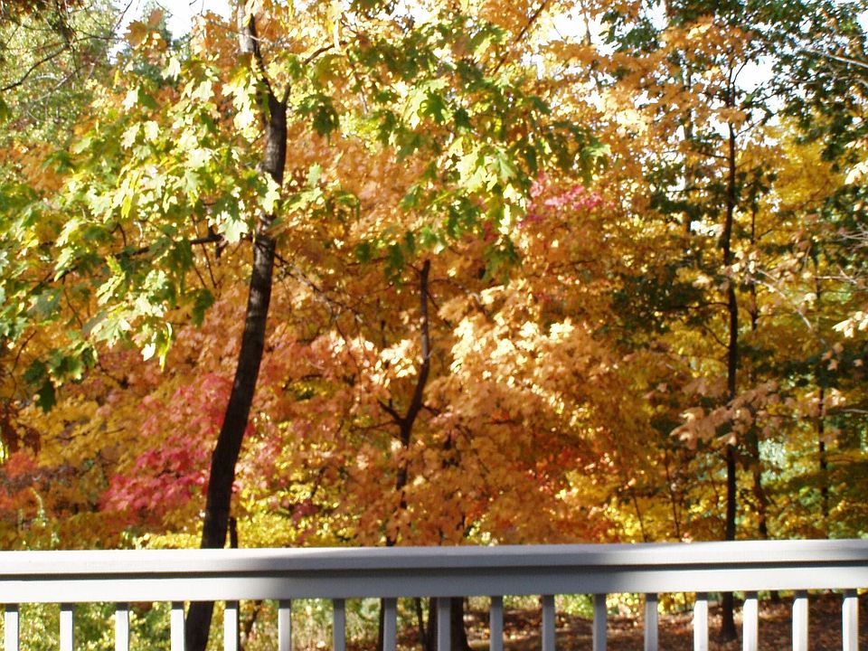 View off deck - Fall