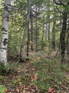 Pond Rd, Abbot, ME, 04406