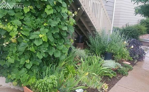 Lush garden in the front in spring and summer